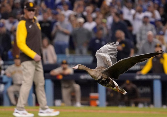 Fans Go Wild After Goose Lands on Field During Dodgers-Padres Game